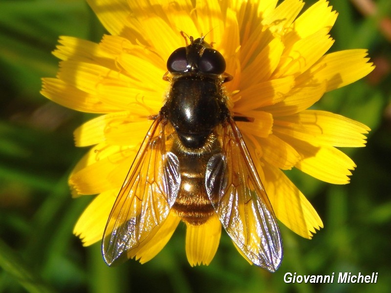 Cheilosia sp. femmina (Syrphidae)